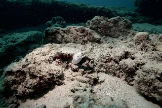 「ウツボの仲間」のサムネイル画像