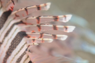 「ミノカサゴ」のサムネイル画像