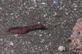 「タツノイトコ」のサムネイル画像