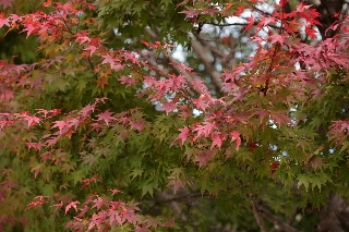 「無題」のサムネイル画像