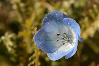 「ネモフィラ」のサムネイル画像