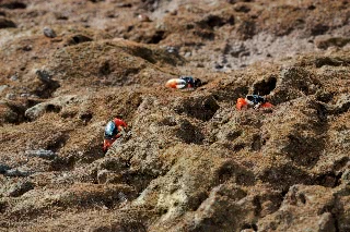 「ルリマダラシオマネキ」のサムネイル画像