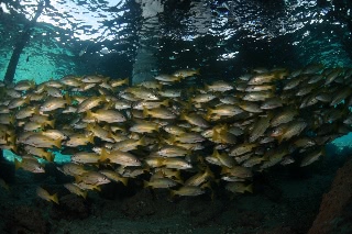 「ヨスジフエダイ」のサムネイル画像