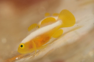 「ナカモトイロワケハゼ」のサムネイル画像