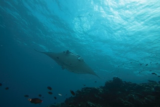 「ナンヨウマンタ」のサムネイル画像