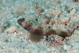 「metallic shrimp-goby(メタリックシュリンプゴビー)」のサムネイル画像