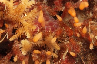 「オコゼカジカ」のサムネイル画像