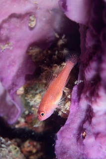 「無題」のサムネイル画像