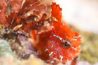 「ナメダンゴ属sp.」のサムネイル画像