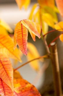 「無題」のサムネイル画像