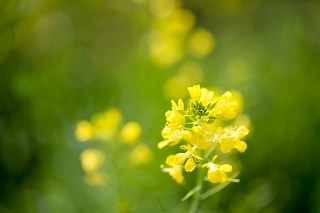 「菜の花」のサムネイル画像