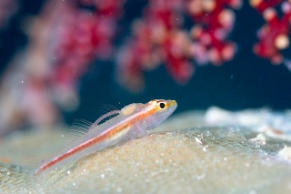 「無題」のサムネイル画像