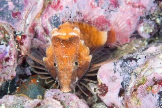 「クチバシカジカ(Grunt Sculpin)」のサムネイル画像