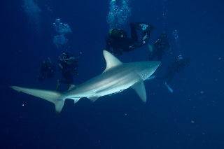「カマストガリザメ(Blacktip shark)」のサムネイル画像