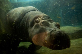 「カバ」のサムネイル画像
