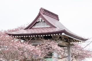 「オオヤマザクラ(エゾヤマザクラ,ベニヤマザクラ)」のサムネイル画像