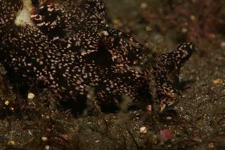 「アメフラシ」のサムネイル画像