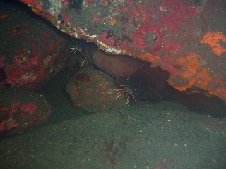 「イタチウオ」のサムネイル画像