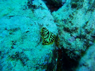 「プセウドケロス・ディミディアトゥスの近種」のサムネイル画像