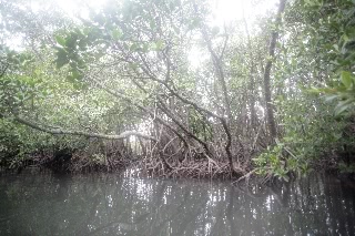 「マングローブ林」のサムネイル画像