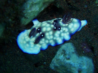 「ヒントゥアネンシスウミウシ」のサムネイル画像