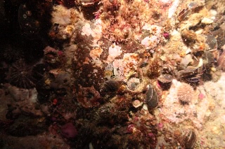 「ツブ貝」のサムネイル画像