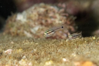 「オオスジイシモチ」のサムネイル画像