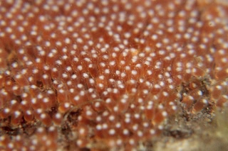 「クマノミ(Anemonefish)」のサムネイル画像