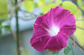 「暁の紅」のサムネイル画像