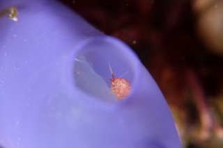 「ホテイヨコエビ科の一種」のサムネイル画像