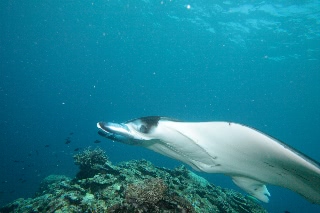 「ナンヨウマンタ」のサムネイル画像