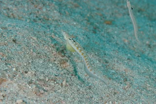 「リュウグウベラギンポ」のサムネイル画像