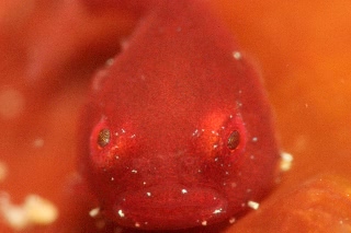 「ダンゴウオ(Lumpfish)」のサムネイル画像