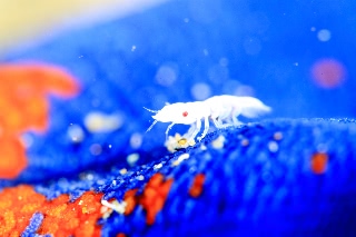 「ソメワケウミクワガタ」のサムネイル画像