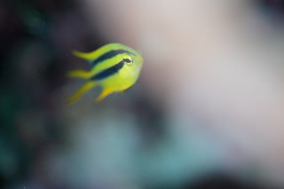 「ヒレナガスズメダイ」のサムネイル画像