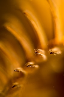 「ウミシダの仲間(sea feather)」のサムネイル画像