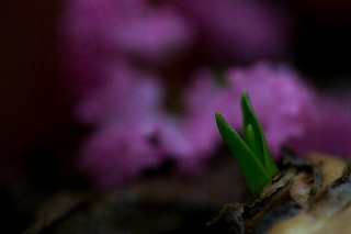 「植物の仲間」のサムネイル画像