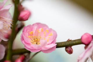 「ウメ」のサムネイル画像