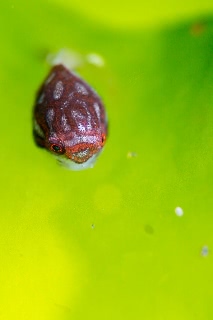 「ホテイウオ(ゴッコ)」のサムネイル画像