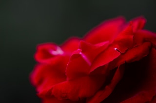 「バラ」のサムネイル画像