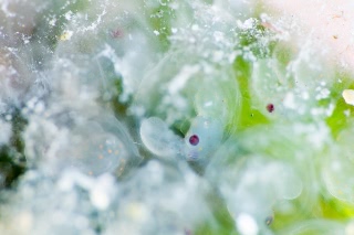 「ヒメイカ」のサムネイル画像