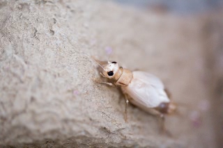 「ヨーロッパイエコオロギ」のサムネイル画像