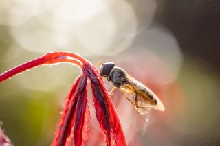 「アブの仲間」のサムネイル画像