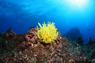 「ウミシダの仲間(sea feather)」のサムネイル画像