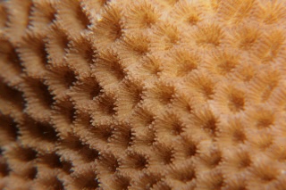 「サンゴの仲間」のサムネイル画像