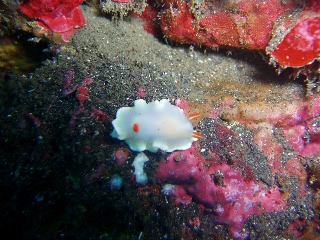 「ヘリシロイロウミウシ」のサムネイル画像