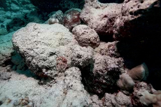 「カサゴの仲間」のサムネイル画像