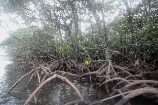 「マングローブ林」のサムネイル画像