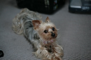 「ヨークシャー・テリア(Yorkshire Terrier)」のサムネイル画像