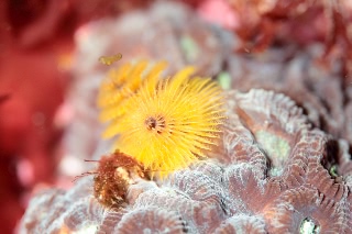 「イバラカンザシ(Christmas tree worm)」のサムネイル画像